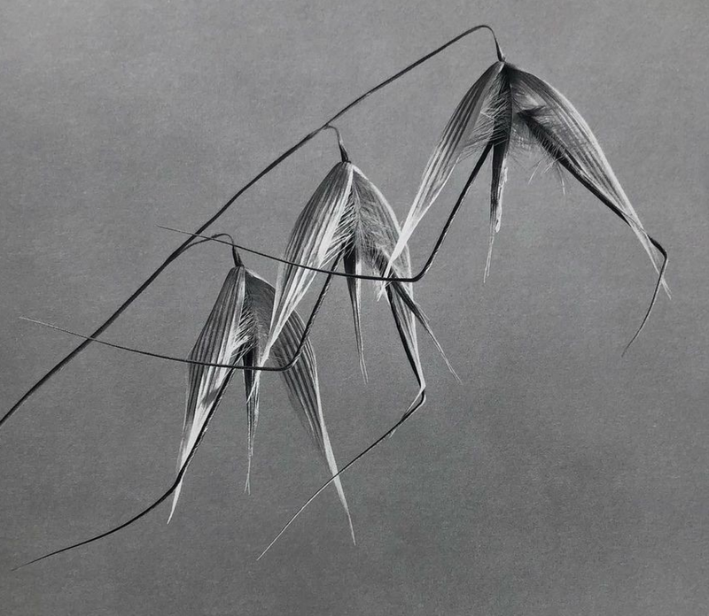 Colloidal Oatmeal: Uses, Benefits, and Why It Deserves a Spot in Your Routine